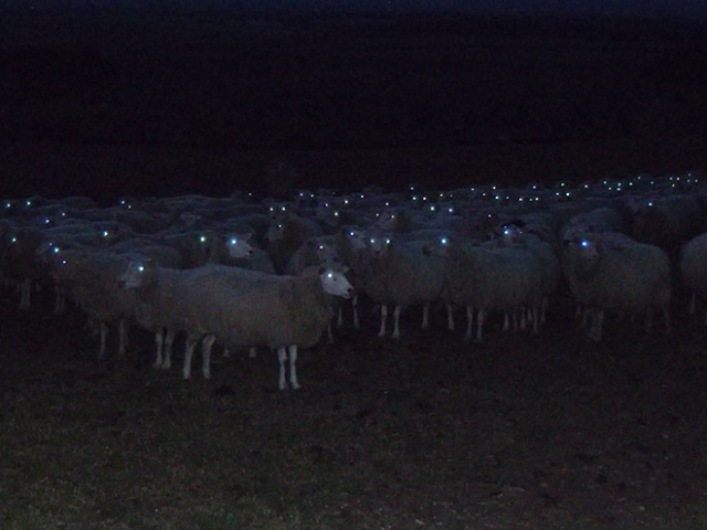 Sheep At Night Are Scary (20 pics)