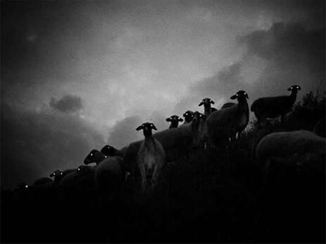 Sheep At Night Are Scary (20 pics)