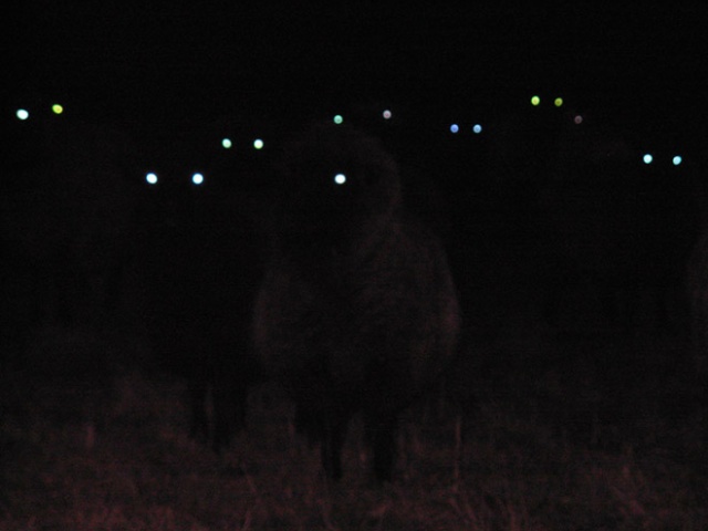 Sheep At Night Are Scary (20 pics)