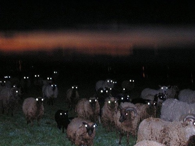 Sheep At Night Are Scary (20 pics)