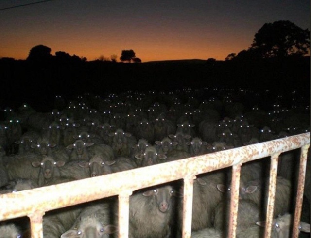 Sheep At Night Are Scary (20 pics)