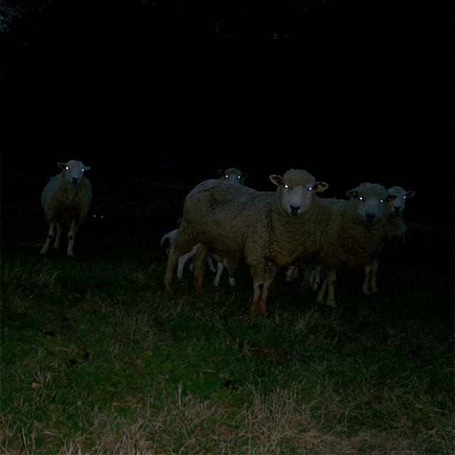Sheep At Night Are Scary (20 pics)