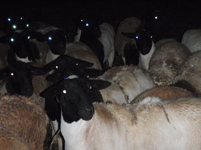 Sheep At Night Are Scary (20 pics)