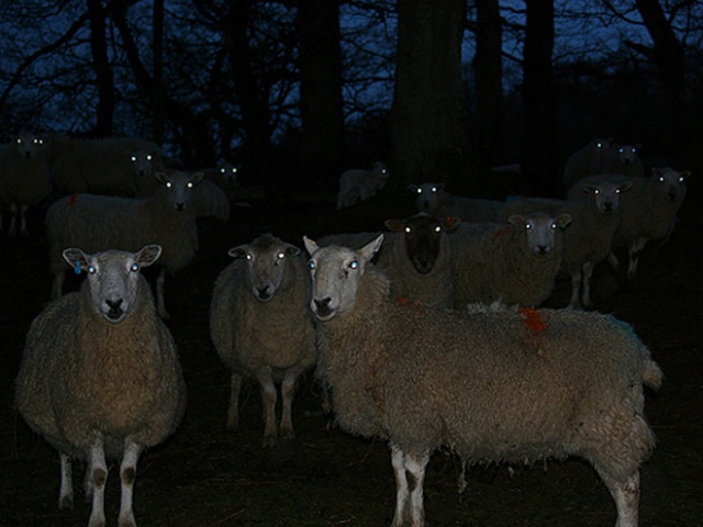 Sheep At Night Are Scary (20 pics)