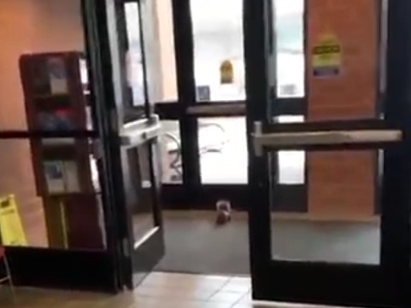 Cops Flip Out When Squirrel Wanders Into Police Station