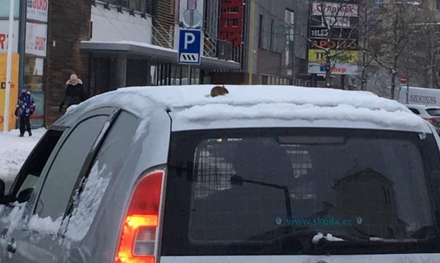 Acid Picdump (90 pics)