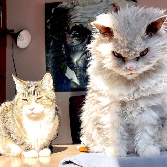 Pompo Albert az Angriest Cat a Instagramon (20 kép)