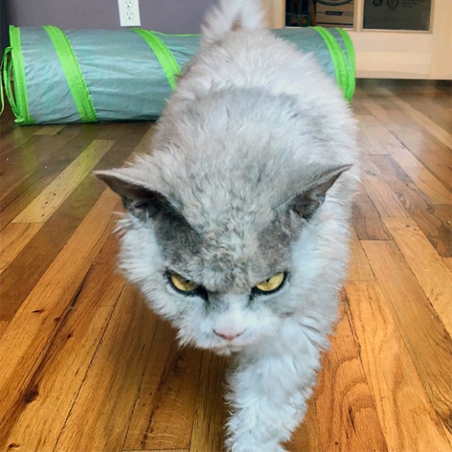 Pompo Albert az Angriest Cat a Instagramon (20 kép)