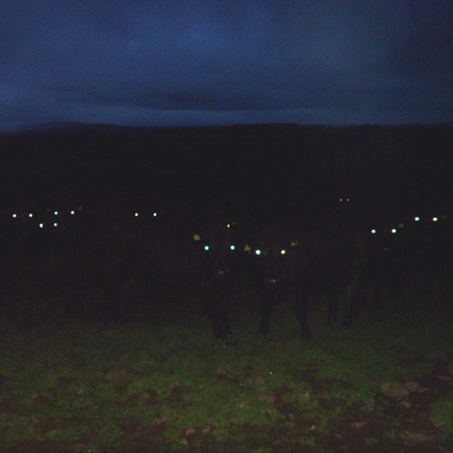 Cows At Night Look Scary (20 pics)