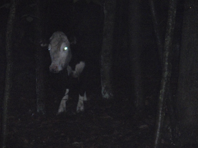 Cows At Night Look Scary (20 pics)