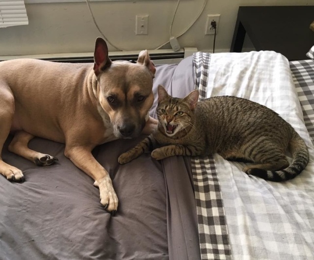 Cats And Dogs (20 pics)