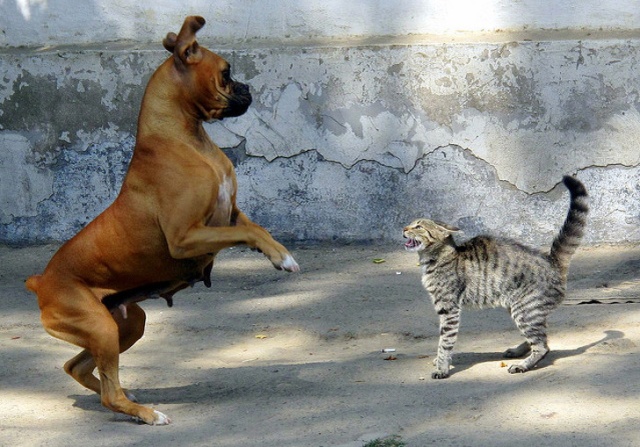 Cats And Dogs (20 pics)