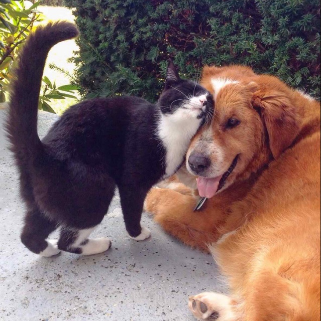 Cats And Dogs (20 pics)