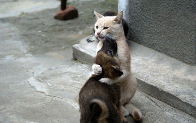 Cats And Dogs (20 pics)
