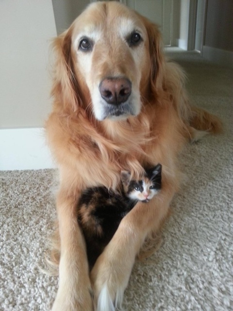 Cats And Dogs (20 pics)