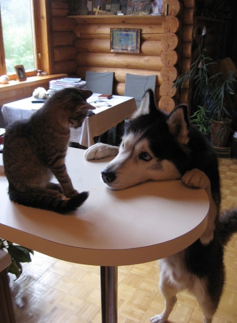 Cats And Dogs (20 pics)