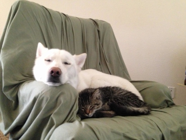 Cats And Dogs (20 pics)