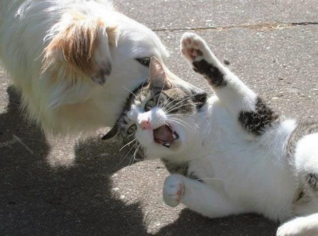 Cats And Dogs (20 pics)