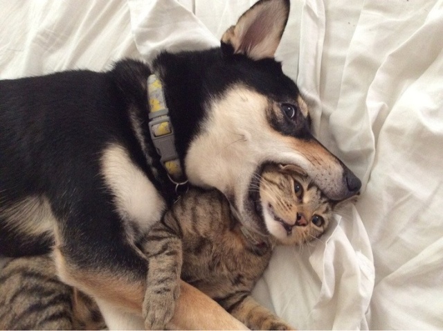 Cats And Dogs (20 pics)