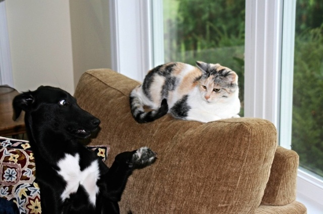 Cats And Dogs (20 pics)