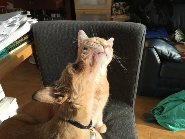 Cats And Dogs (20 pics)