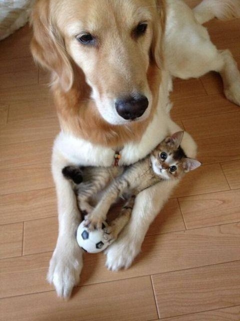 Cats And Dogs (20 pics)
