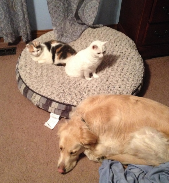 Cats And Dogs (20 pics)