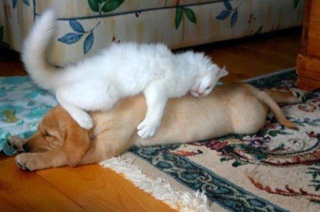 Cats And Dogs (20 pics)