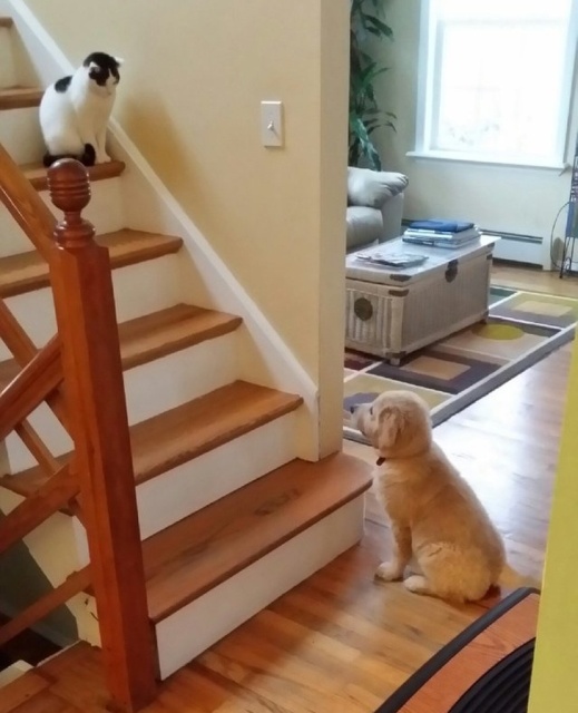 Cats And Dogs (20 pics)