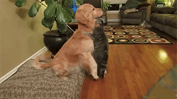 Cats And Dogs (20 pics)