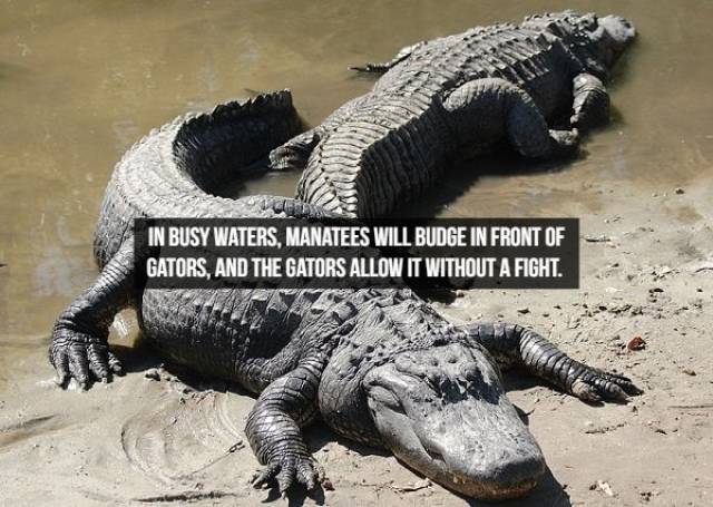 Facts About The Animals (25 pics)