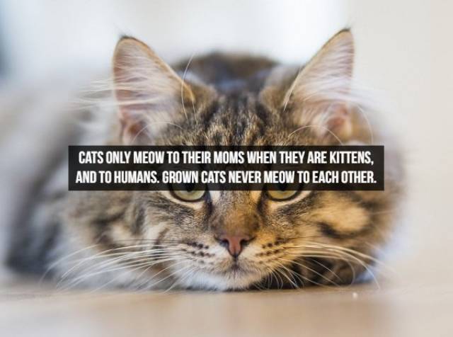 Facts About The Animals (25 pics)