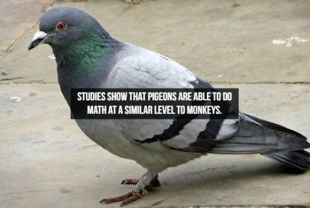 Facts About The Animals (25 pics)