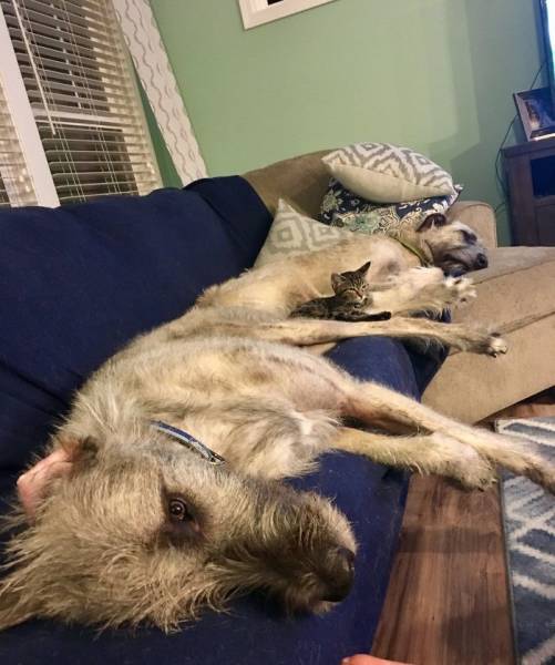 Irish Wolfhounds Are Both Funny (45 pics)