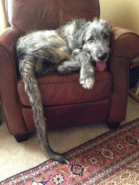 Irish Wolfhounds Are Both Funny (45 pics)