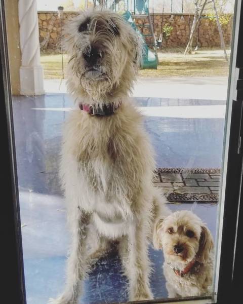 Irish Wolfhounds Are Both Funny (45 pics)