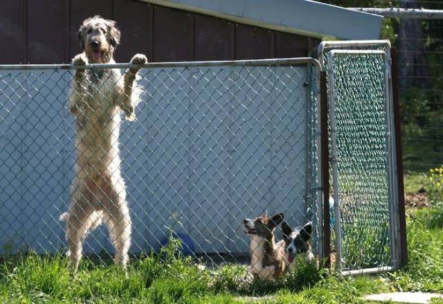 Irish Wolfhounds Are Both Funny (45 pics)