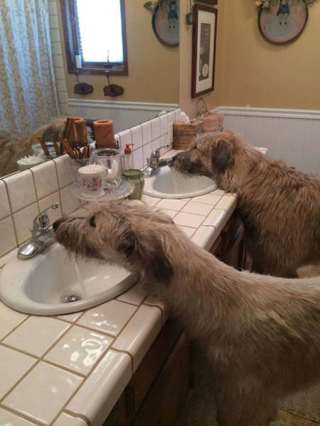 Irish Wolfhounds Are Both Funny (45 pics)