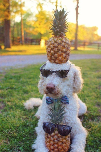 Acid Picdump (93 pics)