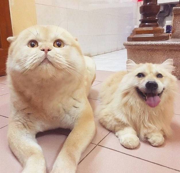 Acid Picdump (93 pics)
