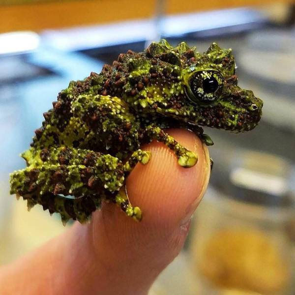 Acid Picdump (93 pics)
