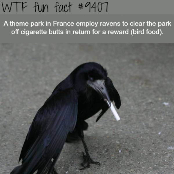 WTF Facts? (59 pics)