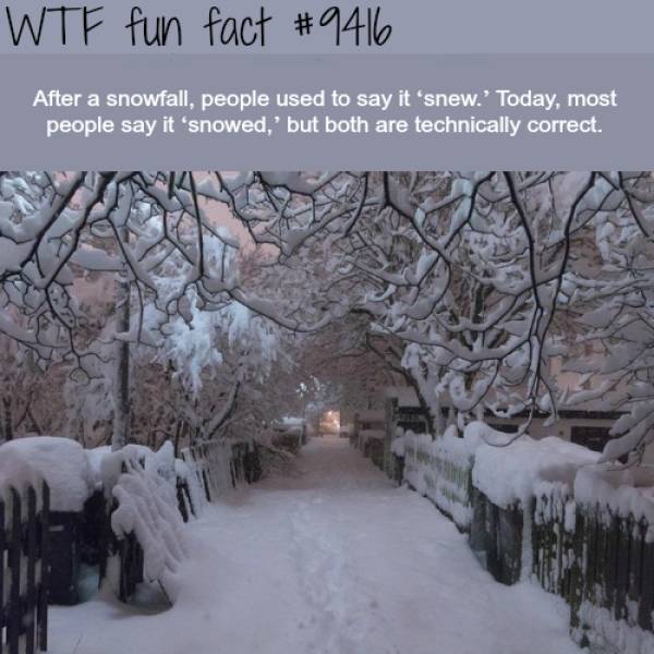 WTF Facts? (59 pics)