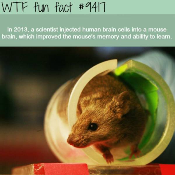 WTF Facts? (59 pics)