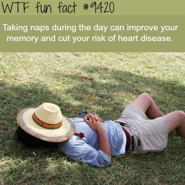 WTF Facts? (59 pics)