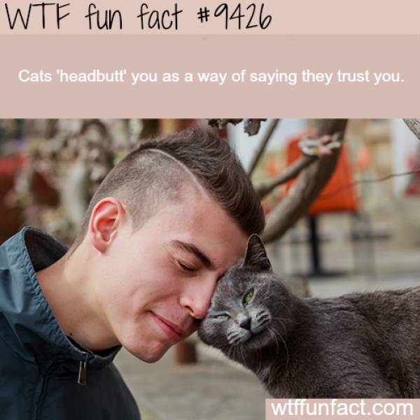 WTF Facts? (59 pics)