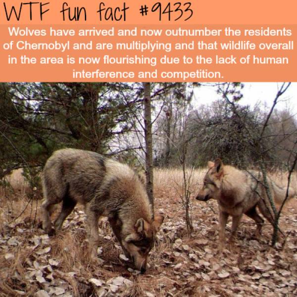 WTF Facts? (59 pics)