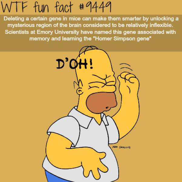 WTF Facts? (59 pics)