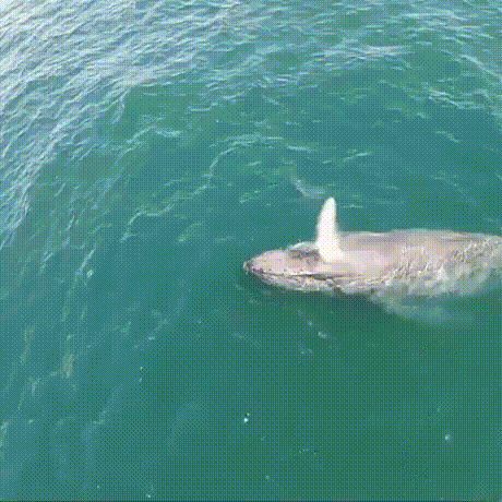 Acid Gifdump, January 16 (25 gifs)