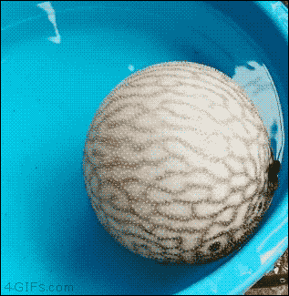 Acid Gifdump, January 16 (25 gifs)